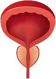 image bladder